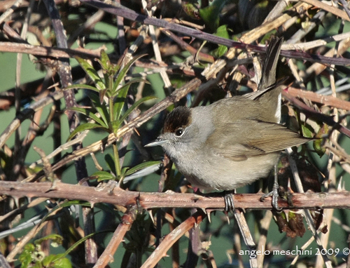 ritrattino di Capinera, Sylvia atricapilla.